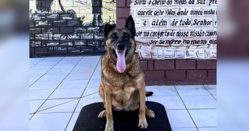 Solenidade de aposento da cadela Flecha – Foto: PMSC/Reprodu&ccedil;&atilde;o/ND