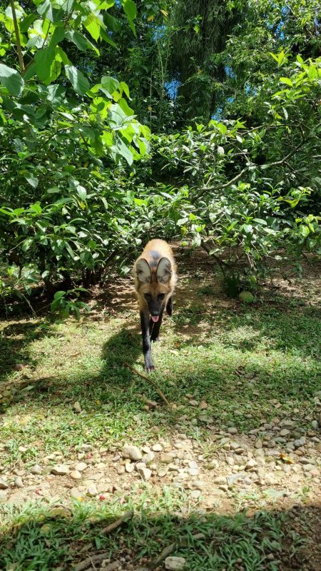 Ado&ccedil;&atilde;o inesperada: homem encontra ‘cachorro’ na rua e acaba com filhote de Lobo-guar&aacute; – Foto: Divulga&ccedil;&atilde;o/Zoo Pomerode/Reprodu&ccedil;&atilde;o/ND