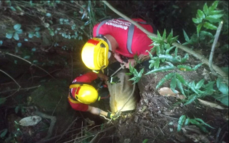 Vaca &eacute; resgatada de um buraco de 5 metros de profundidade em Sang&atilde;o – Foto: Bombeiros volunt&aacute;rios de Jaguaruna/Divulga&ccedil;&atilde;o/ND