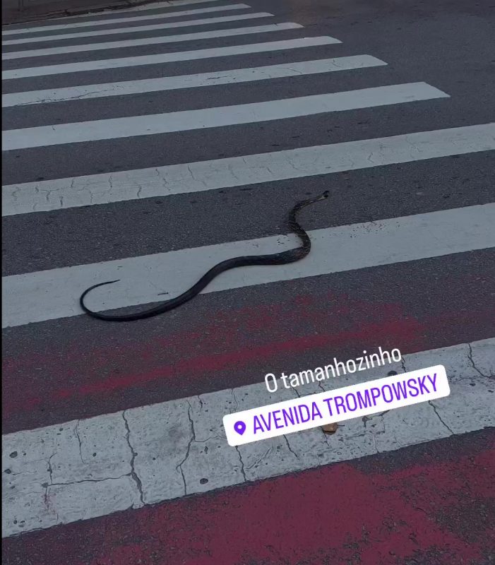 A cobra passeia tranquilamente em uma rua movimentada na regi&atilde;o central de Florian&oacute;polis. – Foto: @guimorales1/Reprodu&ccedil;&atilde;o/ND