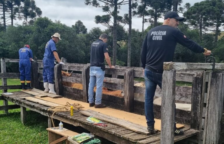 Irregularidades sanit&aacute;rias foram identificadas em uma propriedade rural de Passos Maia. – Foto: Pol&iacute;cia Civil/Divulga&ccedil;&atilde;o/ND