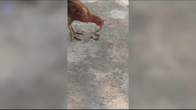 Galinha come cobra sem medo – Foto: Reprodu&ccedil;&atilde;o/ND