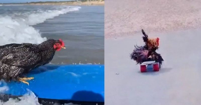 Galinha viralizou na web ao aparecer surfando e andando de skate