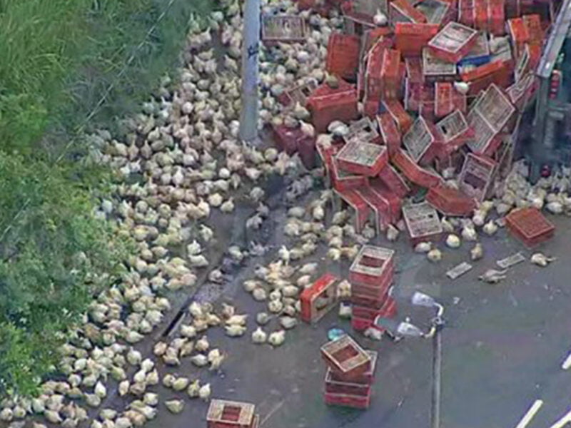 Centenas de galinhas, boa parte, vivas, ficaram espalhadas pela via – Foto: Reprodu&ccedil;&atilde;o