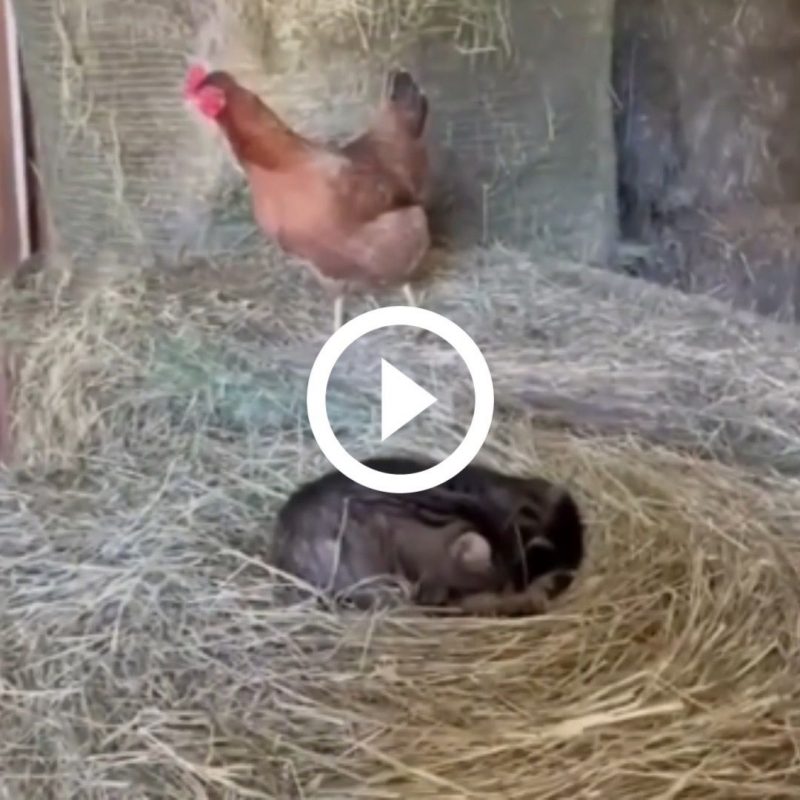 Gato assume papel de ‘m&atilde;e galinha’, choca ovos e se torna bab&aacute; de pintinhos – Foto: Redes Sociais/Reprodu&ccedil;&atilde;o/ND