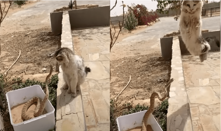 Gato surpreende e escapa de picada de v&iacute;bora – Foto: Montagem/ND