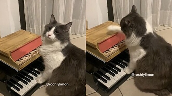 Gato argentino faz sucesso nas redes sociais – Foto: Reprodu&ccedil;&atilde;o/ND