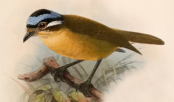 Ifrit-de-capa-azul ingere besouros com batracotoxina – Foto: Wikimedia Commons/Reprodu&ccedil;&atilde;o/ND