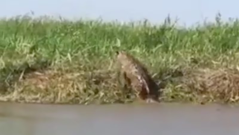 Onça e jacaré travam duelo de vida ou morte em rio