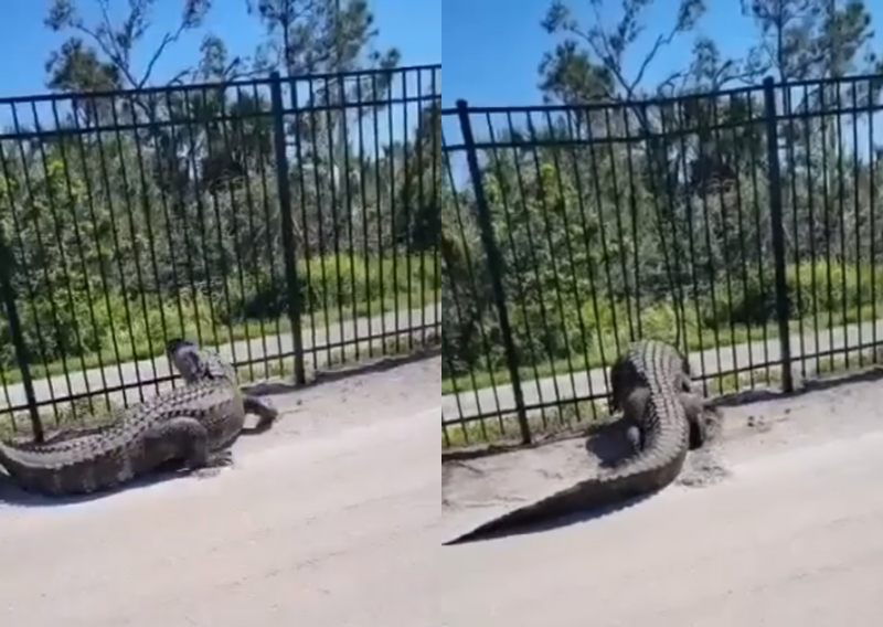 Jacar&eacute; &eacute; flagrado entortando cerca de metal nos Estados Unidos – Foto: Matt Devitt/Reprodu&ccedil;&atilde;o Facebook/ND