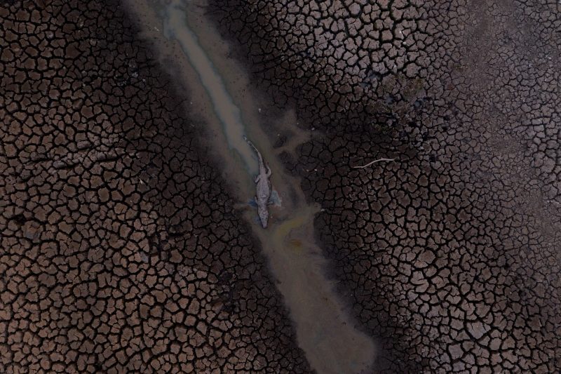 Um jacar&eacute; morto nas terras alagadas do Pantanal na rodovia Transpantaneira no estado do Mato Grosso, em setembro de 2020 – Foto: Mauro Pimentel/AFP