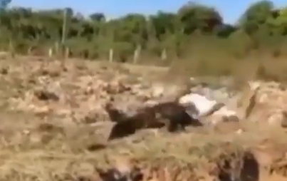 Jacaré abocanha mão de homem