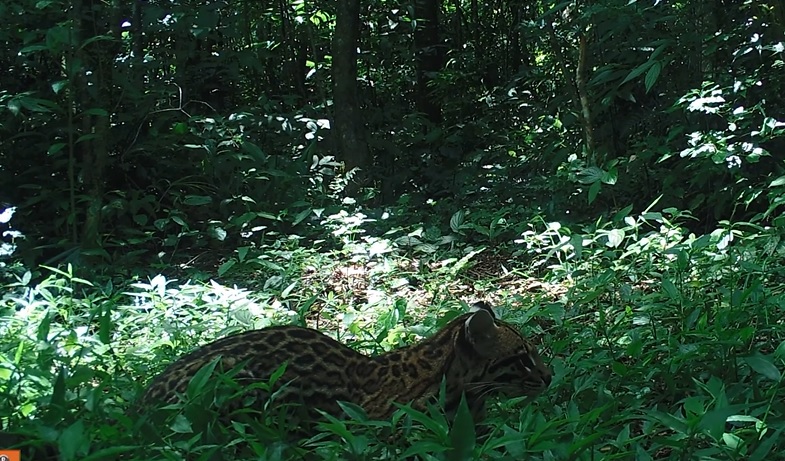 Jaguatirica faz cobra de ‘brinquedo’ durante ca&ccedil;ada ‘fofa’ em reserva de SC – Foto: @reservasaofrancisco/Reprodu&ccedil;&atilde;o/ND