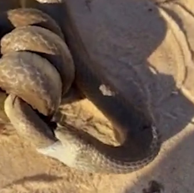 The scene with the snake devouring another went viral online - Photo: DailyMail/Disclosure/ND