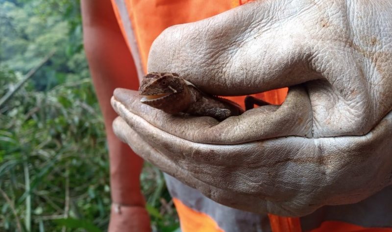 Fam&iacute;lia de lagartos &eacute; recuperada pr&oacute;xima a BR-470 em Blumenau – Foto: DNIT / Reprodu&ccedil;&atilde;o ND