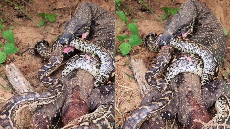 Cena chocou os pescadores – Foto: Reprodu&ccedil;&atilde;o/Instagram/ND