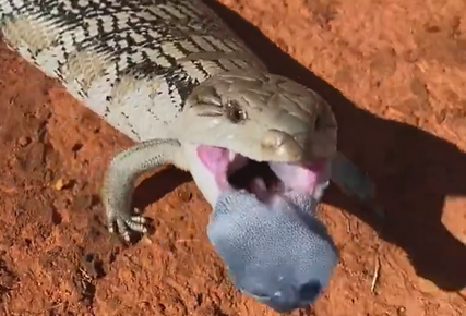 Lagarto chama a atenção com língua azul