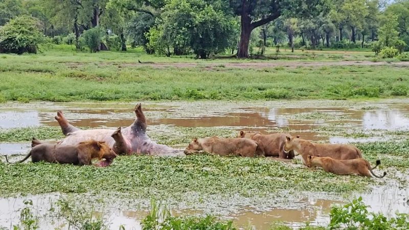 Bando atacou o hipop&oacute;tamo j&aacute; morto – Foto: Reprodu&ccedil;&atilde;o/LatestSightings/ND