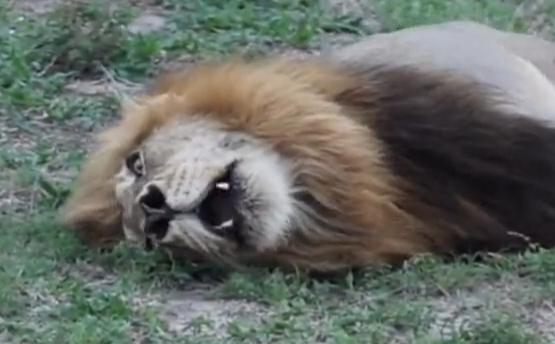 Vídeo polêmico com leões viralizou na internet