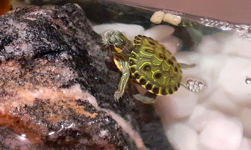 O tigre d’&aacute;gua-brasileiro (Trachemys dorbigni), nativa do RS, &eacute; invasora em outros Estados brasileiros. – Foto: Vitor Abdala/Ag&ecirc;ncia Brasil/Reprodu&ccedil;&atilde;o/ND