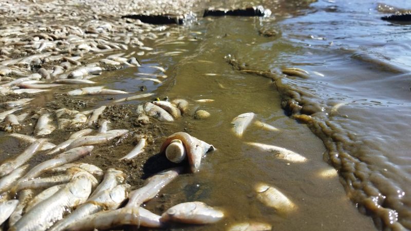 Milhares de peixes aparecem mortos no fim de semana em Florian&oacute;polis – Foto: Paulo Horta/Divulga&ccedil;&atilde;o/ND
