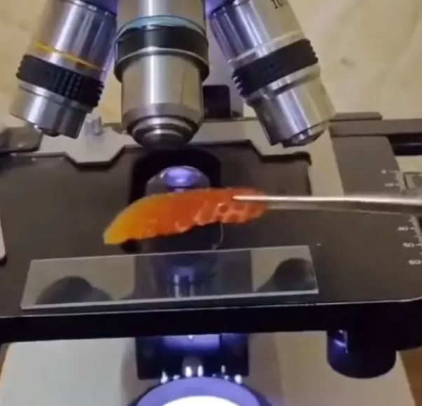 Bichos microsc&oacute;picos s&atilde;o captados em morango e imagem viraliza – Foto: Rede social / Reprodu&ccedil;&atilde;o ND