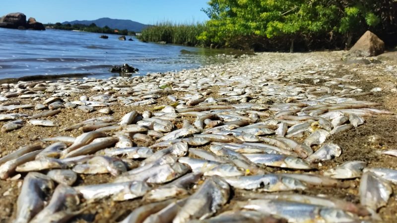 Mortandade de peixes em praias do Ribeir&atilde;o da Ilha em Florian&oacute;polis – Foto: Paulo Horta/Divulga&ccedil;&atilde;o/ND