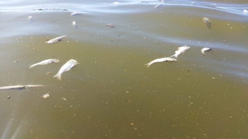 Polui&ccedil;&atilde;o cr&ocirc;nica pode ter causado mortandade de peixes – Foto: Paulo Horta/Divulga&ccedil;&atilde;o/ND