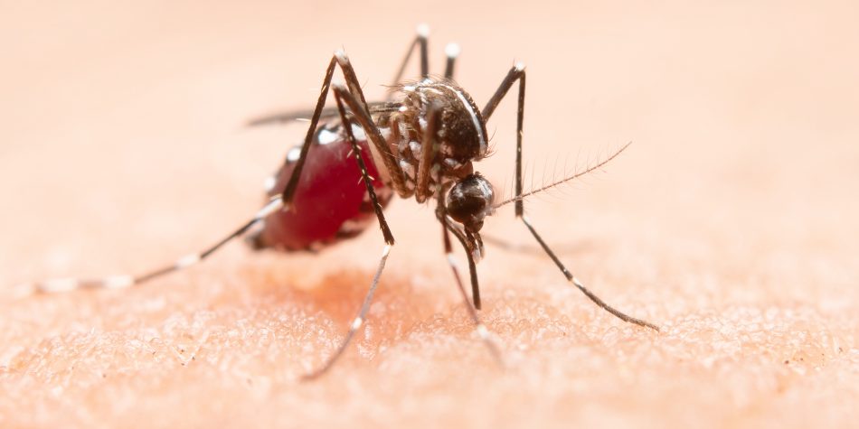 ¿Se puede tomar dipirona con dengue?  El médico explica los riesgos.  entender