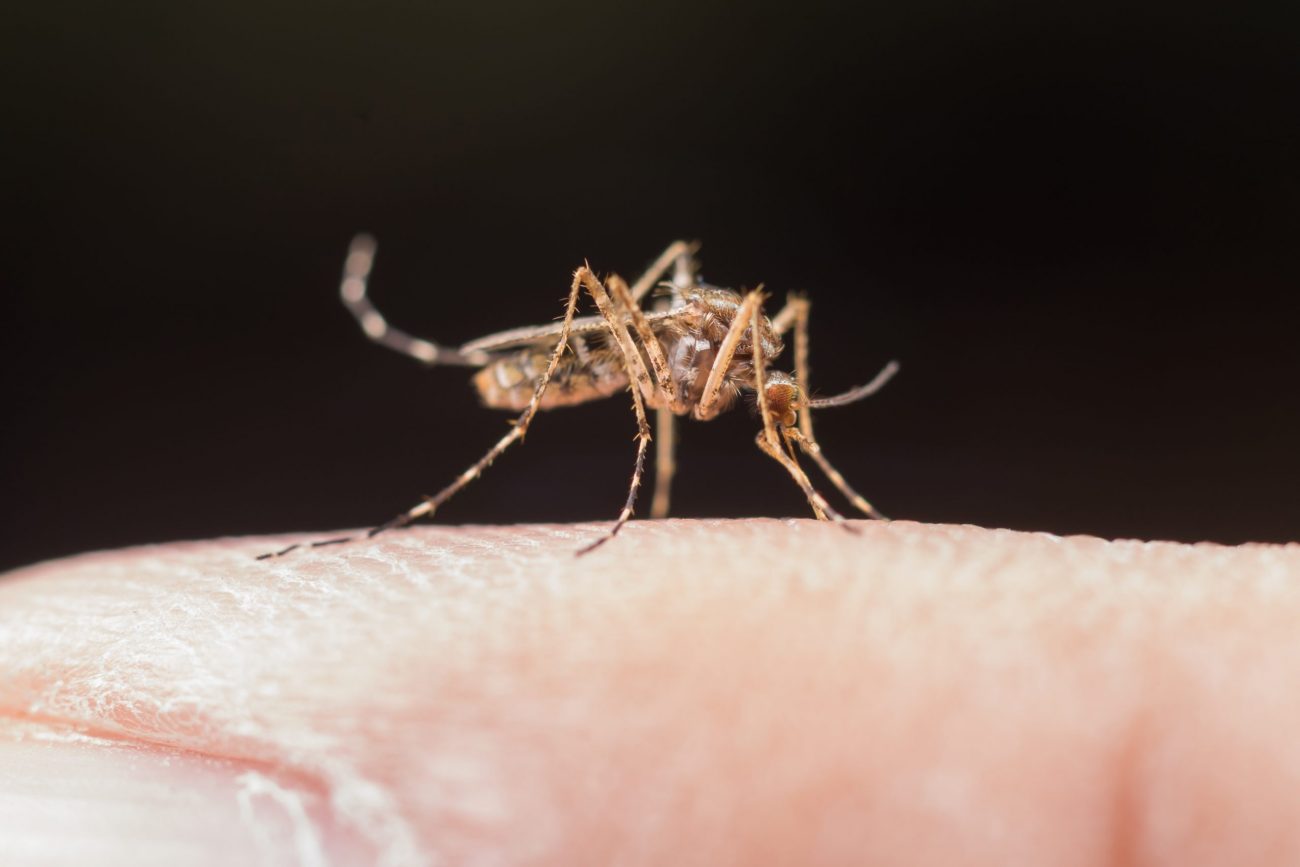 Imagem do mosquito-da-dengue, para fazer referência ao título da matéria: Alerta em Tubarão: focos do mosquito-da-dengue aumentam para 607 em uma semana
