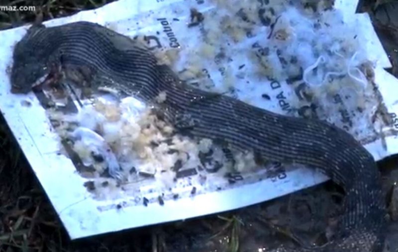 Mulher encontrou seis cobras em um ano e meio – Foto: WMAZ-TV/ Reprodu&ccedil;&atilde;o/ ND
