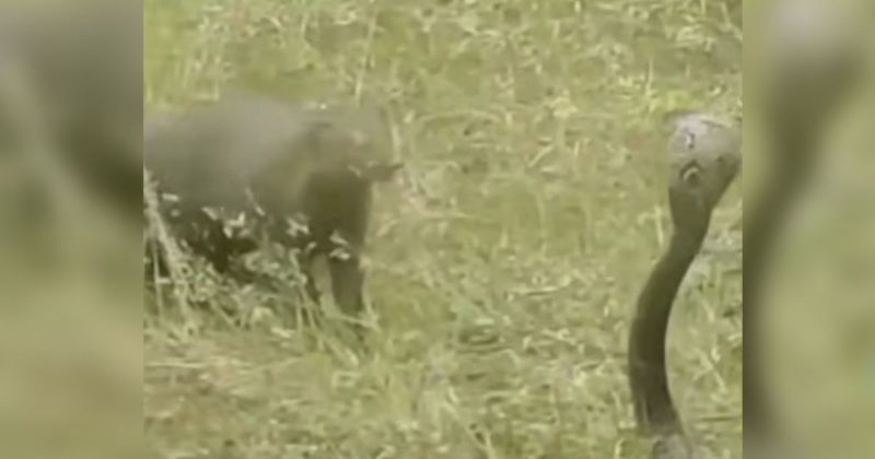 O v&iacute;deo surpreendeu os internautas – Foto: Internet/Reprodu&ccedil;&atilde;o/ND