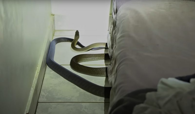 A cobra tem um veneno mortal e &eacute; muito temida – Foto: Reprodu&ccedil;&atilde;o/ND