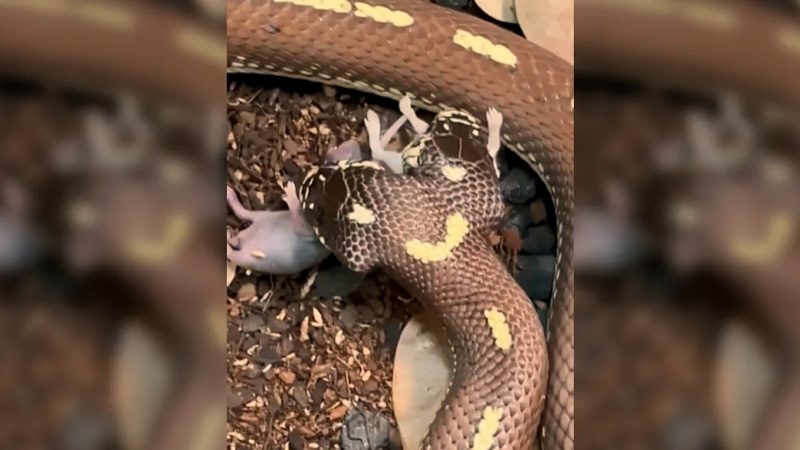 Veja como Ben e Jerry comem uma refei&ccedil;&atilde;o enorme – Foto: Reprodu&ccedil;&atilde;o/Brian Barcyzk/ND