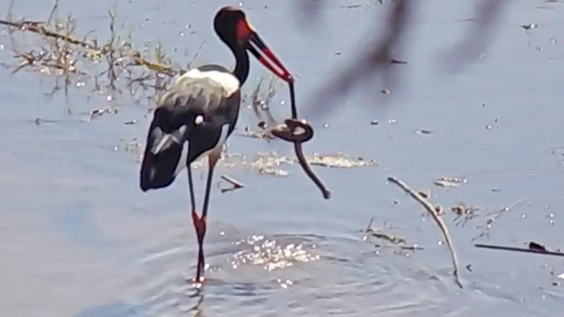Cegonha-bico-de-sela n&atilde;o d&aacute; chances para cobra e engole ap&oacute;s v&aacute;rios golpes – Foto: Reprodu&ccedil;&atilde;o/Latest Sightings/ND
