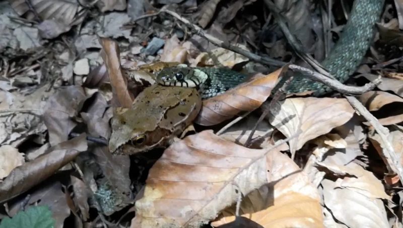 Cobra mostra a esse sapo significado de ser comido vivo – Foto: Reprodu&ccedil;&atilde;o/Latest Sightings/ND