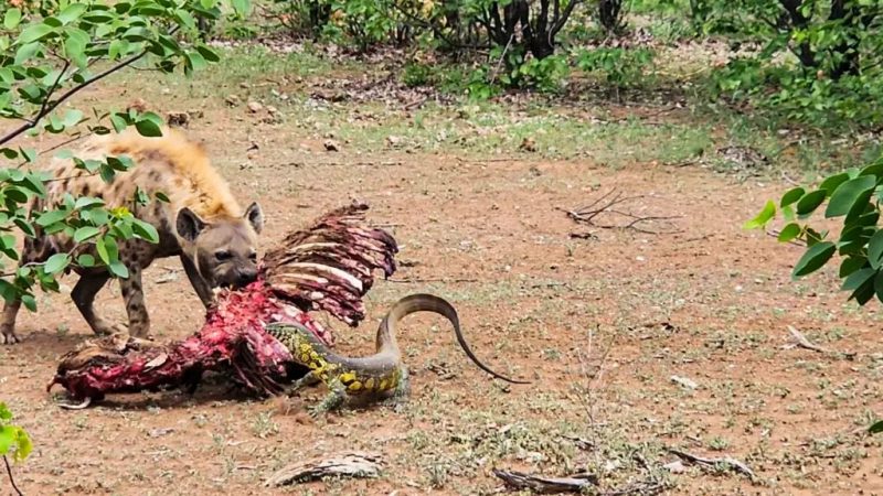 Lagarto protege a zebra batendo na cara da hiena com a cauda – Foto: Reprodu&ccedil;&atilde;o/Latest Sightings/ND