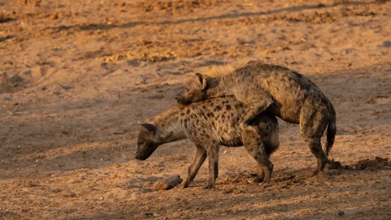 Hiena desmaia ap&oacute;s final feliz e arranca risadas – Foto: Reprodu&ccedil;&atilde;o/Latest Sightings/ND