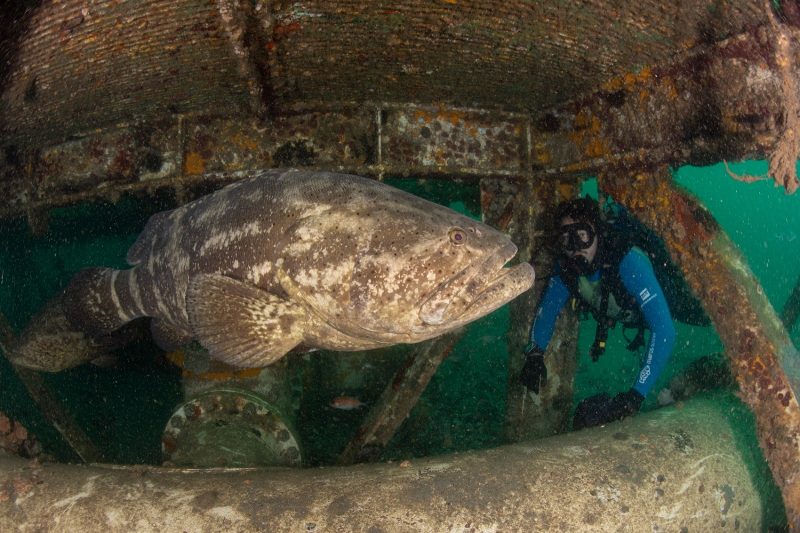 O peixe mero, considerado um gigante dos mares, pode chegar a medir 2 metros e&nbsp;pesar cerca de 250 quilos – Foto: Athila Bertoncini/Projeto Mero Brasil/Divulga&ccedil;&atilde;o/ND