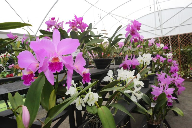 Evento ser&aacute; na sede da Ajao – Foto: Acervo Ajao/Divulga&ccedil;&atilde;o/ND