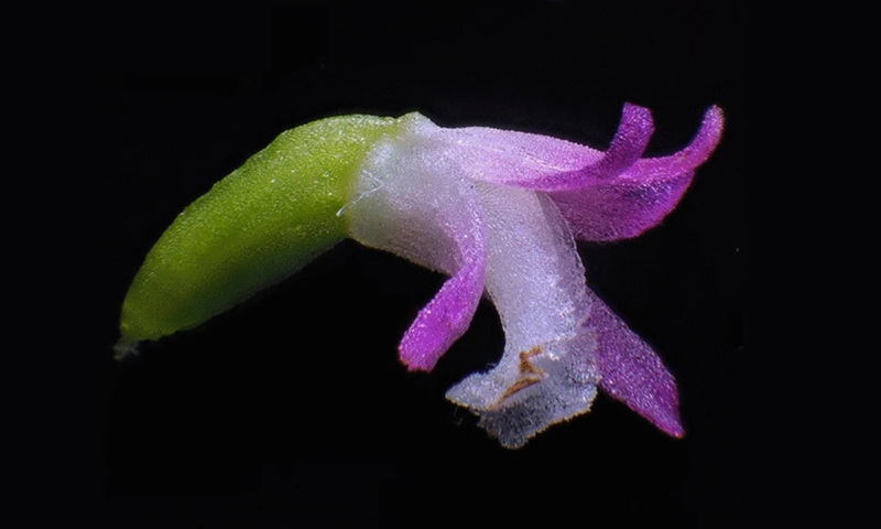 Orqu&iacute;dea foi batizada em fun&ccedil;&atilde;o da semelhan&ccedil;a das p&eacute;talas com o vidro – Foto: Journal of Plant Research/Reprodu&ccedil;&atilde;o/ND