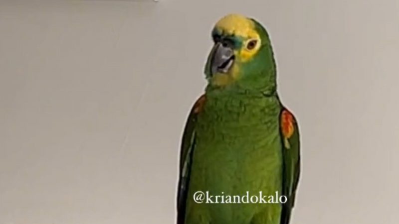 Papagaio afetuoso se declara para ‘m&atilde;e’ e conquista internautas – Foto: Reprodu&ccedil;&atilde;o/Internet/ND
