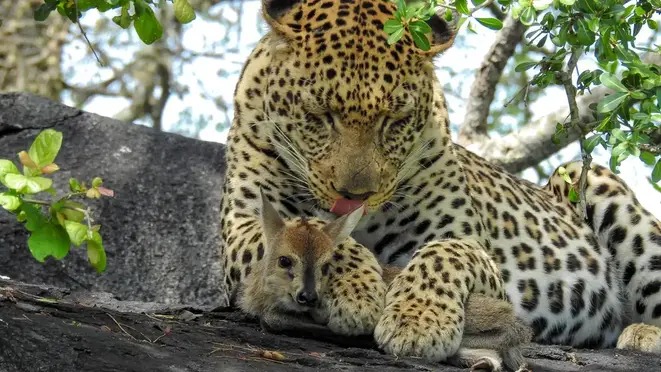 Um v&iacute;deo flagrou o momento em que o leopardo segura o cervo entre as patas. &mdash; Foto: Parque Nacional Kruger/Reprodu&ccedil;&atilde;o/ND