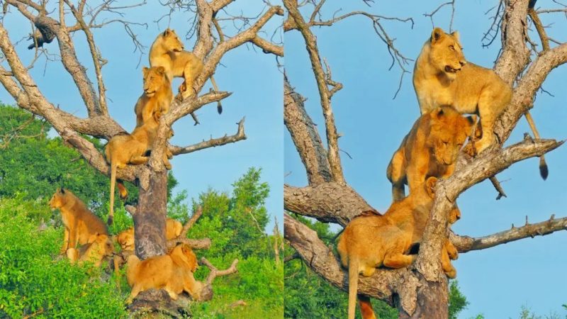 Os le&otilde;es costumam escalar as &aacute;rvores para poder fugir do solo alagado. &mdash; Foto: Parque Nacional Kruger/Reprodu&ccedil;&atilde;o/ND
