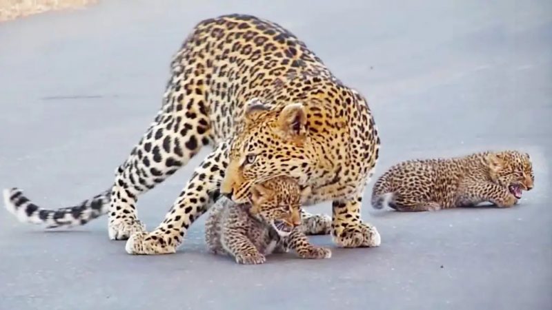 As imagens mostram uma m&atilde;e leoparda no momento em que ajuda os filhotes a atravessar uma estrada movimentada. &mdash; Foto: Parque Nacional Kruger/Reprodu&ccedil;&atilde;o/ND