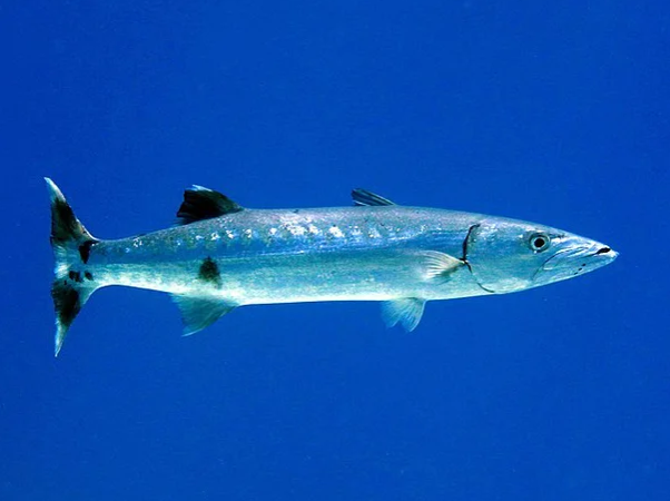 Comer barracuda poder fazer a pessoa desenvolver ciguatera – Foto: Wikimedia Commons/Reprodu&ccedil;&atilde;o/ND