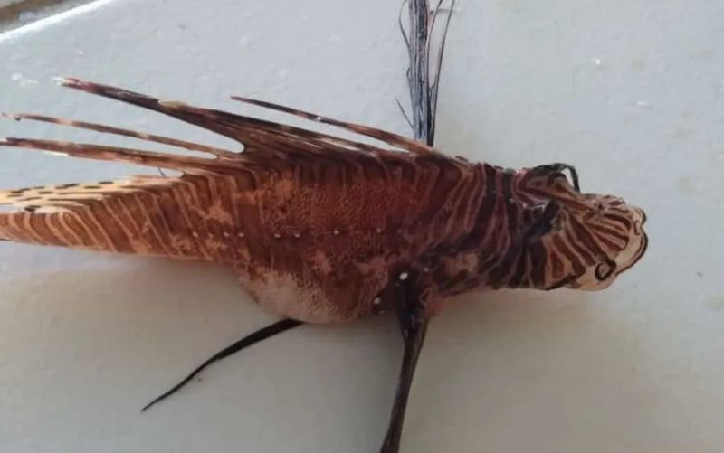 Exemplar do animal, encontrado em Pernambuco – Foto: R7/Reprodu&ccedil;&atilde;o/Internet/ND