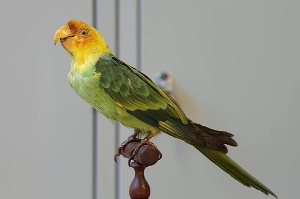 Periquito-da-carolina que tinha o h&aacute;bito de comer carrapich&atilde;o – Foto: Wikimedia Commons/Reprodu&ccedil;&atilde;o/ND