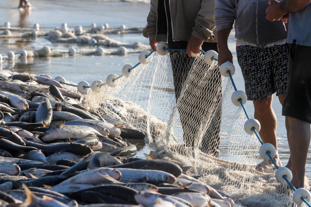 Pesca da tainha na Lagoinha do Norte, em Florianópolis