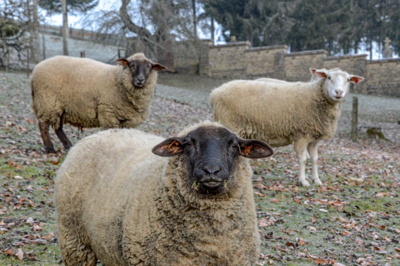 Cabras foram encontradas mortas sem sinais de viol&ecirc;ncia – Foto: Pexels/ND